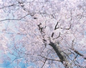 「桜 / 鈴木理策」画像2