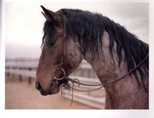 「The Wildest Prairies / Charlotte Dumas」画像2