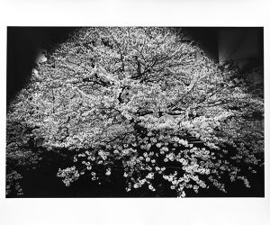 桜花【サイン入】／森山大道（Cherry Blossoms【SIGNED】／Daido Moriyama )のサムネール