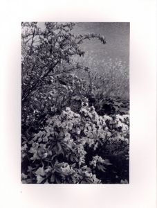 「FLOWERS and TREES / Lee Friedlander　」画像2