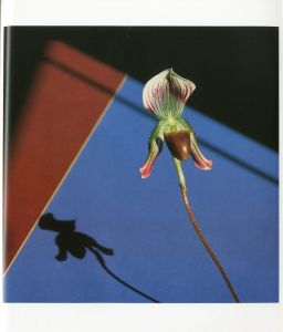 「Flowers / Author: Robert Mapplethorpe　Foreword: Patti Smith　Design: Dimitri Levas」画像3