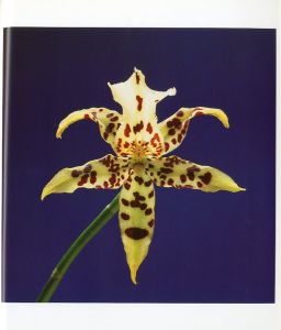 「Flowers / Author: Robert Mapplethorpe　Foreword: Patti Smith　Design: Dimitri Levas」画像2