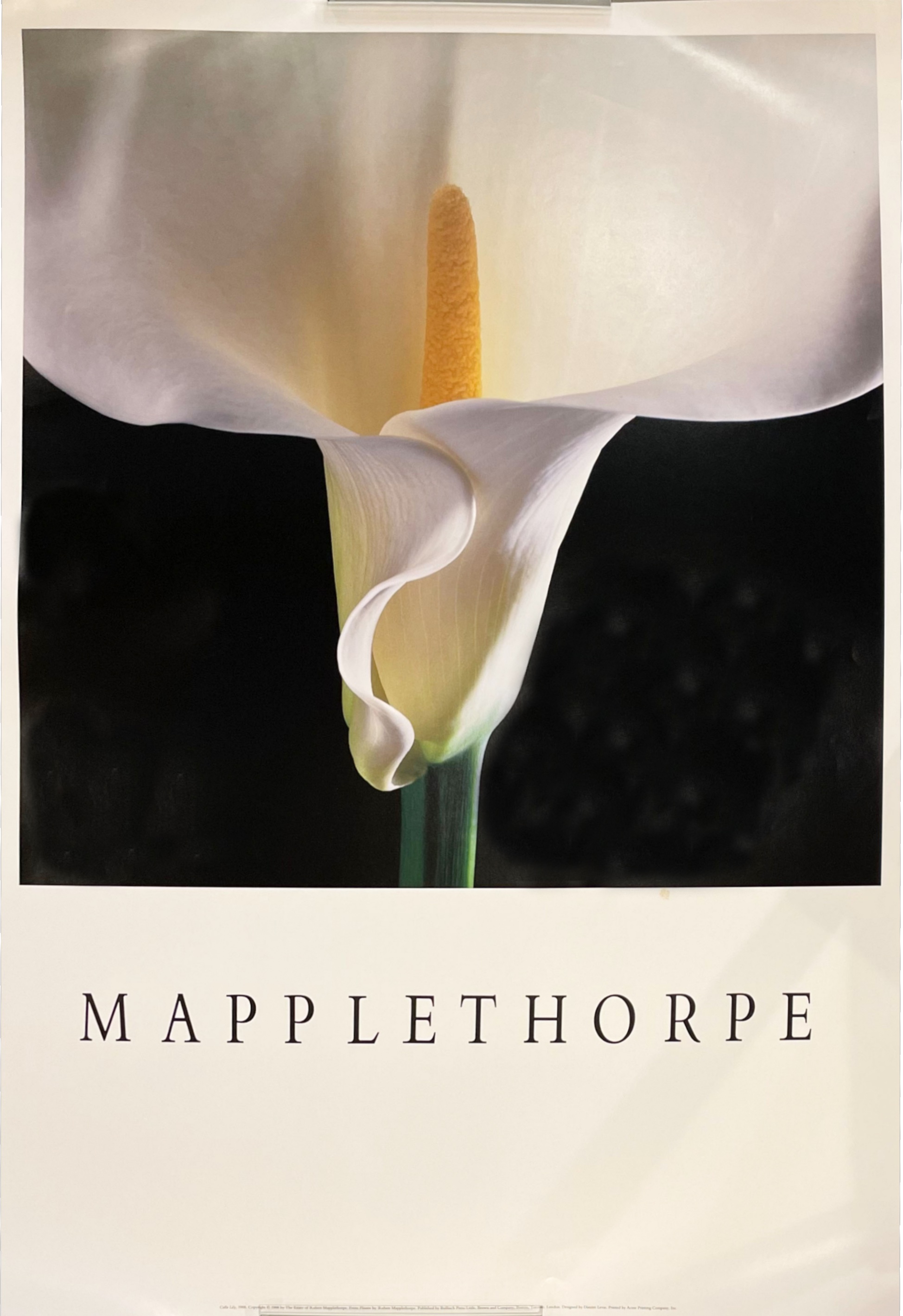 「MAPPLETHORPE / ロバート・メイプルソープ」メイン画像