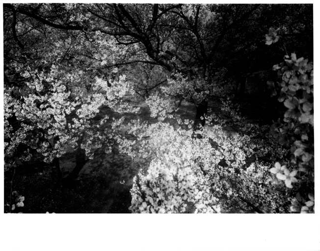 「Cherry Blossoms【サイン入】 / 森山大道」メイン画像