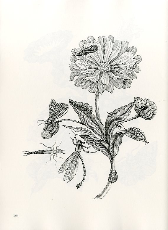 FLOWERS, BUTTERFLIES, AND INSECTS All 154 Engravings from