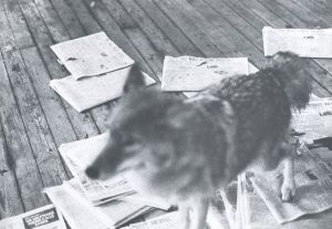 「Joseph Beuys　Coyote / Joseph Beuys」画像6