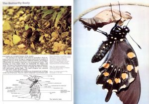 「The Illustrated Encyclopedia of the Butterfly World / Author: Paul Smart」画像1