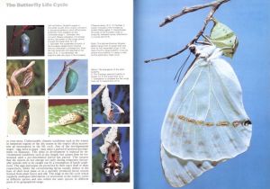 「The Illustrated Encyclopedia of the Butterfly World / Author: Paul Smart」画像2