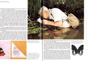 「The Illustrated Encyclopedia of the Butterfly World / Author: Paul Smart」画像3