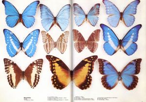 「The Illustrated Encyclopedia of the Butterfly World / Author: Paul Smart」画像5