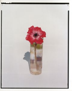 「YOSHIHIKO UEDA : FLOWERS / 著：上田義彦　文：伊藤俊治　装幀：葛西薫」画像3