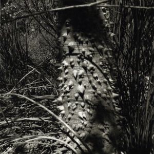 「NATURATA / Graciela Iturbide」画像2