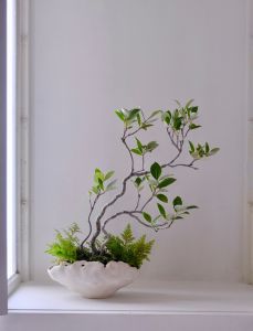 モクモク植木鉢のサムネール