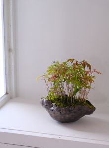 「モクモク植木鉢 / 村田言恵」画像1