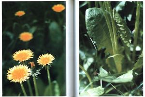 「Dandelion Room / Thomas Struth」画像6