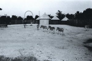 「ZOO / 林隆喜」画像8