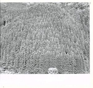 「Hysteric　松江泰治 / 松江泰治」画像2