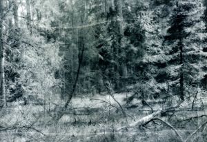 「cry of an echo / Photo, Design: Malgorzata Stankiewicz」画像1