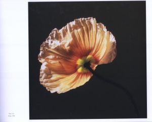 「MAPPLETHORPE THE COMPLETE FLOWERS / Author: Robert Mapplethorpe　Essay: Herbert Muschamp」画像7