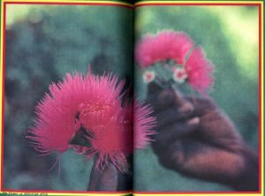 「シンクロ・バイブス / 著：KEITA　写真：内藤忠行」画像1