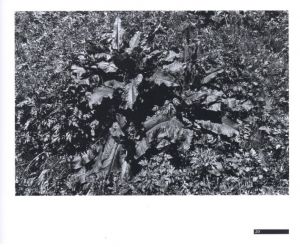 「背高あわだち草　尾仲浩二写真集　1988-91 / 尾仲浩二」画像5