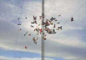 「Paloma al aire / Photo: Ricardo Cases」画像5