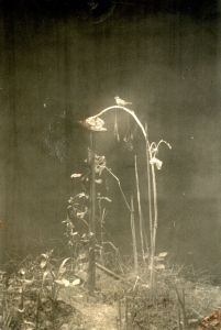 空の箱【サイン入】のサムネール