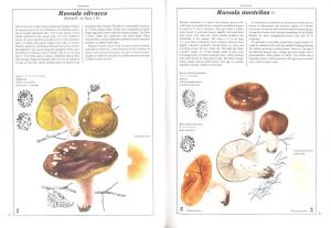 「The Hamlyn Book of Mushrooms and Fungi / Author: Dr. Mirko Svrček」画像2