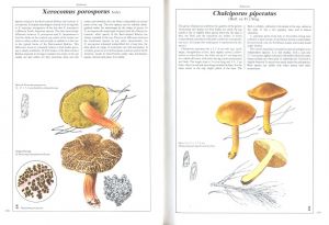 「The Hamlyn Book of Mushrooms and Fungi / Author: Dr. Mirko Svrček」画像3