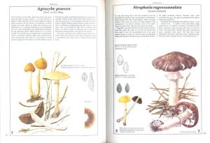 「The Hamlyn Book of Mushrooms and Fungi / Author: Dr. Mirko Svrček」画像5