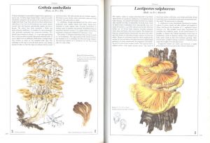 「The Hamlyn Book of Mushrooms and Fungi / Author: Dr. Mirko Svrček」画像6