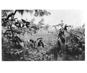 「SUGIMOTO / Hiroshi Sugimoto」画像4