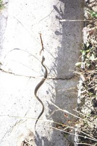 「COSTA / José Pedro Cortes」画像2