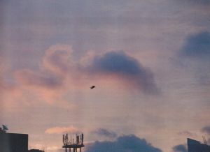 「島袋道浩：夜明けの鳥と / 著：島袋道浩」画像3