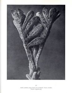 「KARL BLOSSFELDT　Art Form in Nature The Complete Edition / Photo: Karl Blossfeldt　Text: Gert Mattenklott」画像5