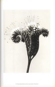 「Karl Blossfeldt: Masterworks / Karl Blossfeldt」画像3
