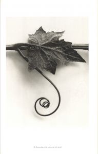 「Karl Blossfeldt: Masterworks / Karl Blossfeldt」画像5