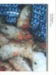 Books on Books #15　The Banquet / Series Concept: Jeffrey Ladd　Feature: Nobuyoshi Araki