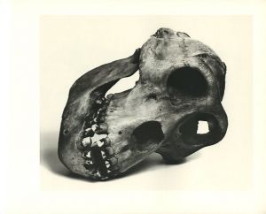 「Cranium Architecture / Irving Penn」画像3