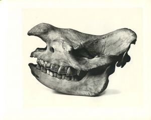 「Cranium Architecture / Irving Penn」画像4